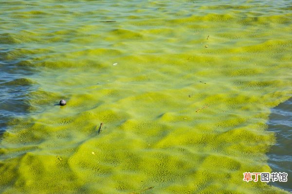 鱼塘绿藻怎么清除 如何消除鱼塘中的绿藻