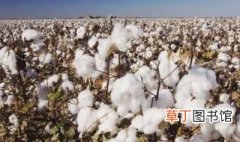 棉花何时传入中国的 棉花是什么时候传入中国的