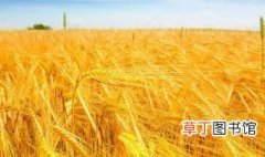 小麦是什么时候传入中国的资料 小麦是什么时候传入中国的