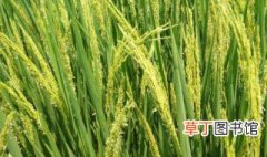 水稻抽穗期时间 水稻抽穗期时间多少天