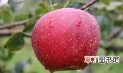 红富士苹果树施肥时间和方法 红富士苹果树施肥