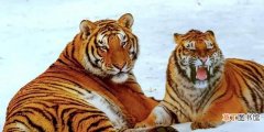 不同年份出生的生肖虎,表现和性格有什么不同吗