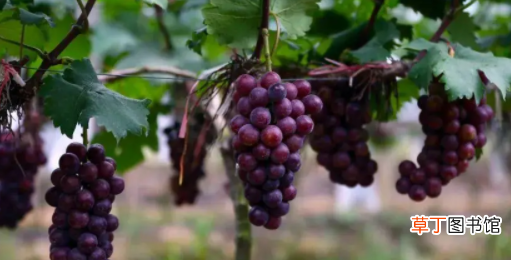 葡萄沟九月份有什么水果，新疆葡萄沟出产的水果有哪些