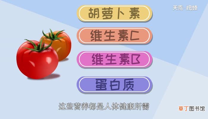 番茄是水果还是蔬菜 番茄属于什么类