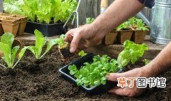 黄花菜怎么种,黄花菜的种植方法 黄花菜的种植方法
