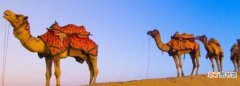骆驼为什么可以长时间不喝水