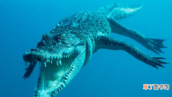 鳄鱼一直在水里会死，鳄鱼在海里能生存吗