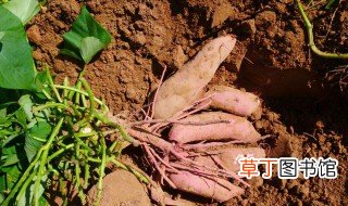 种红薯如何使用钾肥，种红薯如何施肥