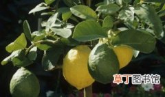 盆栽柠檬需要施什么肥 盆栽柠檬怎么施肥用什么肥料