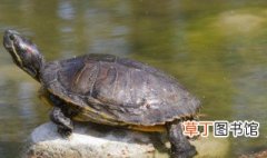 苏卡达陆龟是保护动物吗 苏卡塔尔陆龟是不是保护动物