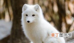白狐是保护动物吗 白狐是保护的动物吗