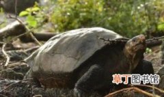 亚巨龟保护级别 亚巨龟是保护动物吗