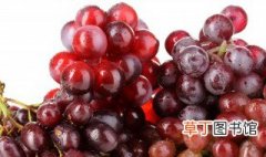 如何养好红提葡萄 怎么养好葡萄