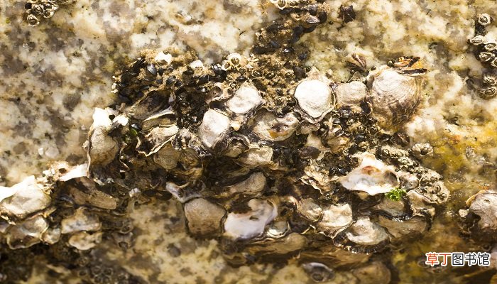 生海蛎子能放多长时间 生海蛎子能放多久