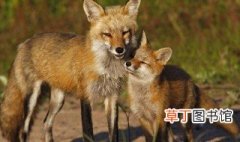 赤狐是保护动物吗，赤狐濒危吗