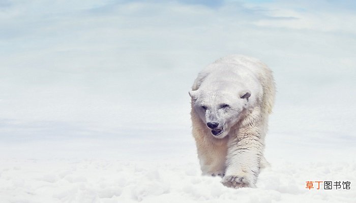 北极熊生活在哪里 北极熊生活在什么地方