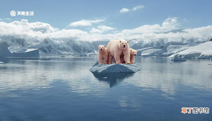 北极熊生活在哪里 北极熊生活在什么地方