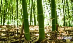 竹子内哪个膜的功效与作用,竹炭面膜的主要功效是什么呢？