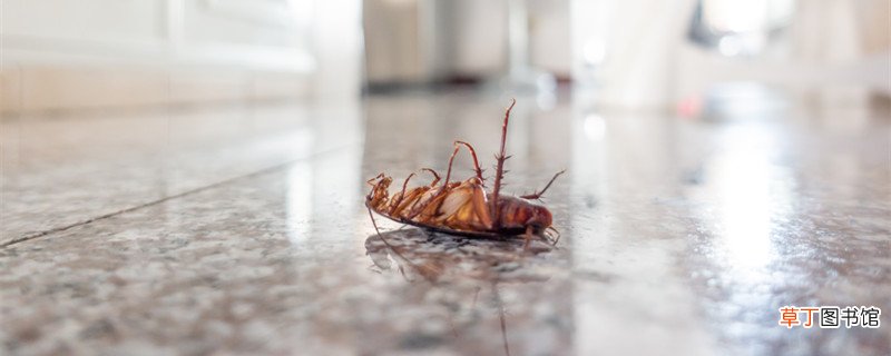 小蟑螂变成大蟑螂需要多久 小蟑螂过多久长成大蟑螂