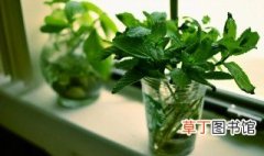 简易水培小盆栽方法 简单水培植物
