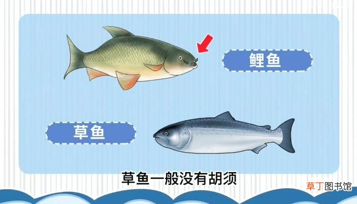 鲤鱼和草鱼的区别 鲤鱼和草鱼的区别介绍