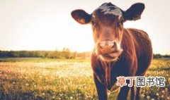 贵州如何养好一头斗牛 贵州有斗牛吗