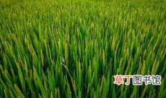 水稻是单子叶植物吗，水稻是单子叶吗?