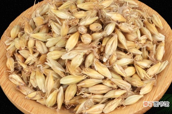 生麦芽的功效与作用 生麦芽的禁忌
