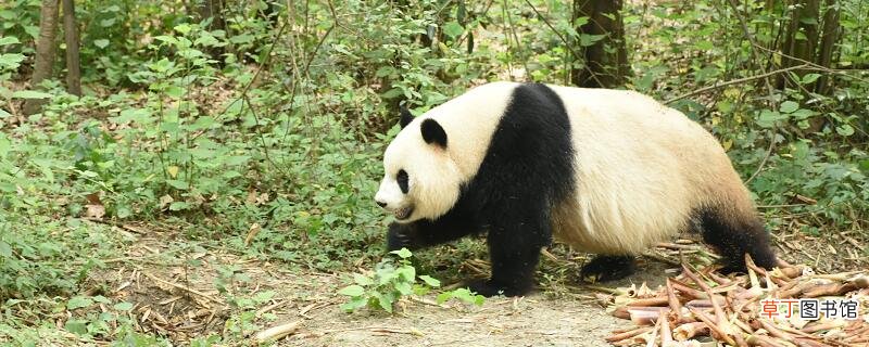 熊猫的生活习性 熊猫的生活习性是什么