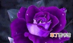 紫色玫瑰代表什么 紫色玫瑰寓意什么