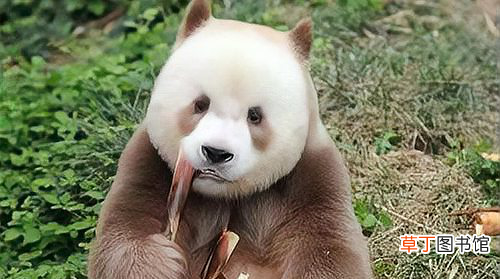 棕白色大熊猫叫什么名字，圈养棕白色大熊猫叫什么名字