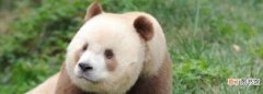 棕白色大熊猫叫什么名字，圈养棕白色大熊猫叫什么名字