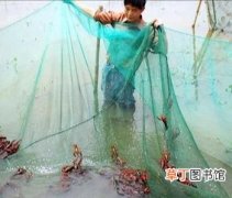 小龙虾脱壳怎么养殖,怎样预防小龙虾养殖翻底