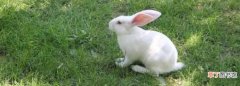 小白兔是什么意思，微信图片小白兔代表什么
