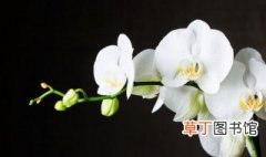 中国龙兰花怎样养殖，大中国龙兰花怎么养