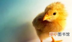 鸡怎么繁殖 2022新版迷你世界鸡怎么繁殖