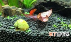 黄金螺的繁殖方法和注意事项 黄金螺怎么繁殖