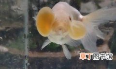 水泡金鱼如何养 养水泡金鱼方法介绍