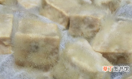 霉豆腐放多久才会软，红豆腐发霉一般要几天