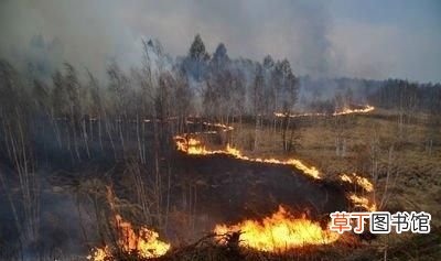 森林防火是防重要还是灭重要