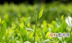 茶苗发芽了怎么种，茶叶怎么种植出苗