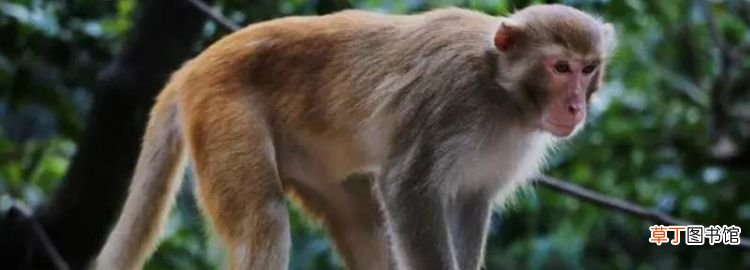 猴子的尾巴起什么作用，猴子的尾巴有什么用处一年级