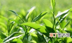 茶树什么时候种植最好 茶树什么时候种植