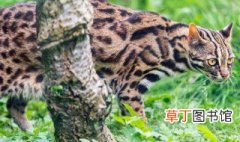 野生豹猫是保护动物吗 豹猫是保护动物吗