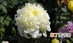 杭白菊的花语是什么 杭白菊代表什么