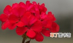 一束红花的繁殖方法简单易学 一束红花的繁殖方法简单易学介绍