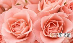 19朵粉玫瑰代表什么 19朵粉玫瑰是什么意思