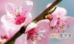 桃花的花语和传说 桃花的花语和传说是什么