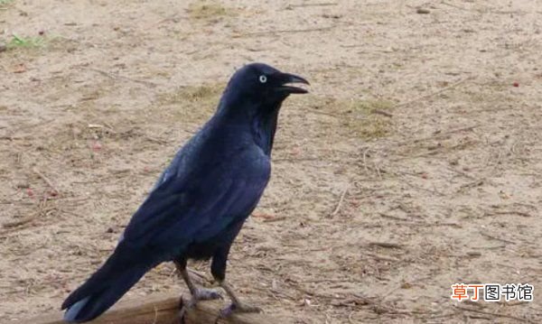 乌鸦都是黑色的么，所有的乌鸦都是黑的是正确的吗