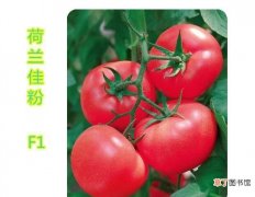 种植西红柿目前最好是哪个品种